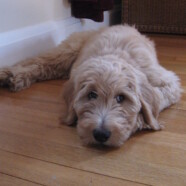Puppy Training: New Year’s Lessons from our Puppy
